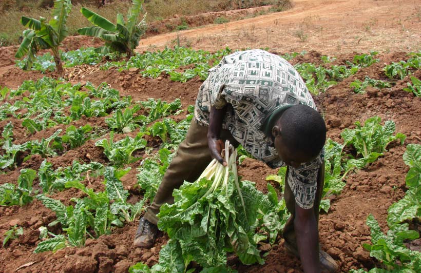 Farmers field school (ffs)